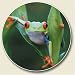 Frog Auto Coaster, Single Coaster for Your Car Image
