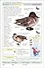 Smithsonian Handbooks: Birds of North America: Western Region (Smithsonian Handbooks)