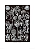 Colonial Jellyfish, Tablet 93, c.1899-1904 von Ernst Haeckel, 51x72