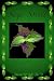 Sage Spirit: Salvia Divinorum and the Entheogenic Experience