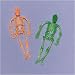 Neon Skeleton Party Favors (12 count)