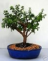 LOUSBONSAINURSRY XL JADE INDOOR BONSAI TREE
