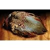 Ringneck Pheasant Skin