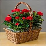 Red Rose Garden In a Basket- Cut Flower Deliver Alternative- Green Housewarming Gift that Ships Via 2-Day Air!