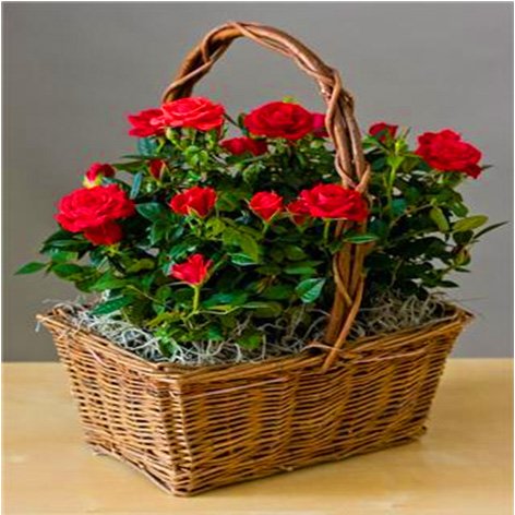 red rose flower garden. Red Rose Garden In a Basket-