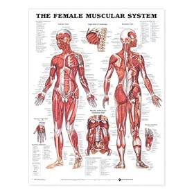 The Female Muscular System Anatomical Chart (Paper, Unmounted)
