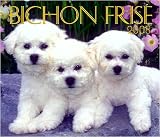Bichon Frise 2008 Deluxe Wall Calendar