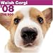 Welsh Corgi 2008 Square Wall Calendar