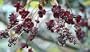 Three Leaf Akebia Vine 10 Seeds - Akebia trifoliate