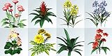 Blumen & Pflanzen VA 3D Außenvisualisierung, 3D Modelle, 3D Objekte, kompatibel zu: 3ds max, Adobe Acrobat 3D, ArCon Eleco, Toolkit, Animatek World Builder, Artlantis R & Studio, Autodesk Studio Tools, Autodesk Viz, Bryce 1-5, Bryce 6, Carrara ab V3, Cinema4D (ab V7), Cinema4D (ab V8), Deep Exploration, Deep Paint 3D, Electric Image, form.Z, HyperShot (Bunkspeed), Keyshot LightWave3D (V6-V9), Maxwell Render, Maya, Microspot Interiors, MicroStation V8 XM, modo (Luxology), NGrain Producer, Photoshop CS3 Extended, Piranesi Poser 4 - 7, Pytha V19, Rhino, Sketchup, Sketchup + VRay, SOFTIMAGE|XSI, solidThinking, Strata CX, Vectorworks 12 und höher, VA Software, Vue 4 und höher, World Construction Set, Visual Nature Studio, VA HausDesigner, Virtual Architecture