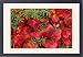 Framed Prints of America, Alaska, from Danita Delimont