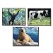 Favorite Animals Learning Cards by Carson-Dellosa&reg;