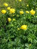 Eigenschaften Dachstauden  / Trollius europaeus - Trollblume