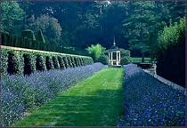 1 Longwood Blue Mist Caryopteris - Blue Spirea