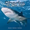 Sharks Calendars