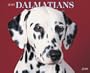 Just Dalmatians Calendar
