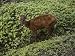 Cool Pants - A Red Brocket Deer Pants and Cools off in a Small Stream Artists Photographic Poster Print, 18x24