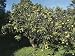 Sour Orange Tree in an Orchard (Citrus Sinensis) Photographic Poster Print by S. Montanari, 30x40