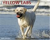 Just Yellow Labs 2008 Calendar (Just)