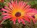 200 MIXED COLORS ICE PLANT (Mesembryanthemum Daisy / Livingstone Daisy) Dorotheanthus Bellidiformis Flower Seeds