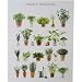 Aromatic Garden ~ Jardin Aromatique French Poster on Heavy Card Stock
