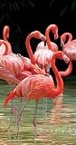 Pink Flamingo Reflection Terry Velour Beach/Bath Towel