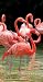 Pink Flamingo Reflection Terry Velour Beach/Bath Towel