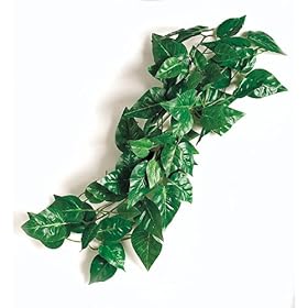  Pothos Garland Green