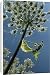 Canvas Prints of Giant hogweed flowering from Ardea Wildlife Pets