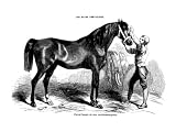 Les races chevalines - Gravure Cheval hongre Mecklenbourgeois