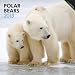 Polar Bears 2013 Square 12X12 Wall Calendar