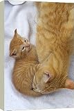 20 Inch Box Canvas (51cm) Cat - mother grooming kitten by Ardea