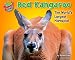 Red Kangaroo: The World's Largest Marsupial (More Supersized!)