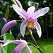 Kate Chinese Ground Orchid - Bletilla - Potted