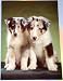 Border Collie Puppies Postcard by Walter Chandoha