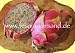 Drachenfrucht / Pitahaya (Saatgut, Samen)