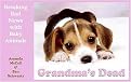 Grandma's Dead (Breaking Bad News With Baby Animals) (Paperback)
