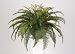 Artificial Boston Fern Hanging Basket