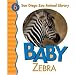 Baby Zebra (San Diego Zoo Animal Library)