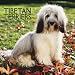 Tibetan Terriers 2009 Square Wall Calendar