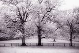 IMAGE OF Wallmonkeys Peel and Stick Wall Decals - Trees and Fence in Snowy Field - 72