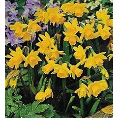 25 Narzissen cyclamineus T�te � T�te