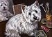 Westie West Highland Note Cards by Suzanne Renaud