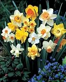 60 Days of Daffodils 25 Bulbs - Blooms Feb. thru April!