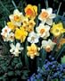 60 Days of Daffodils 18 Bulbs - Blooms Feb. thru April!