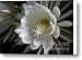 Night-Blooming Cereus Deep 1 Canvas Print / Canvas Art - Artist Warren Sarle