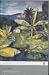 Wide Sargasso Sea (Penguin Modern Classics)
