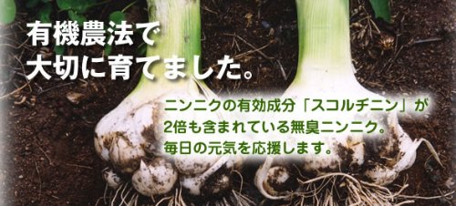長野産 無農薬栽培 無臭ニンニク 粉末 10個セット 1200g/約2400日分