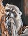 Color or Paint By Number, Daydreaming Raccoon