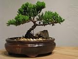 Sale Juniper Tree Bonsai Best Gift by 9GreenBox